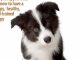 Complete Guide to Puppy Care: Everything You Need to Know to Have a Happy, Healthy Well-Trained Puppy (Animal Planet)