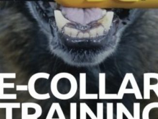 E-COLLAR TRAINING for Pet Dogs: The only resource you’ll need to train your dog with the aid of an electric training collar (Dog Training for Pet Dogs) (Volume 2)