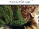 The Pembroke Welsh Corgi: A Complete and Comprehensive Owners Guide to: Buying, Owning, Health, Grooming, Training, Obedience, Understanding and … to Caring for a Dog from a Puppy to Old Age)