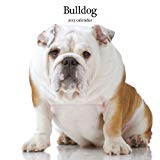 Magnet & Steel Bulldog Modern Wall Calendar