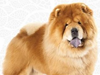 Chow Chows  – The Owner’s Guide From Puppy To Old Age – Buying, Caring for, Grooming, Health, Training and Understanding Your Chow Chow Dog or Puppy Reviews