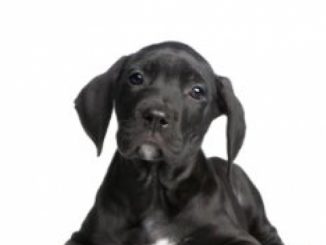 Great Dane Puppy Care & Training: The Complete Guide On Raising, Training, Caring For Great Dane Puppies