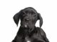 Great Dane Puppy Care & Training: The Complete Guide On Raising, Training, Caring For Great Dane Puppies