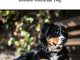 The Bernese Mountain Dog: A Complete and Comprehensive Owners Guide to: Buying, Owning, Health, Grooming, Training, Obedience, Understanding and Caring … Caring for a Dog from a Puppy to Old Age) Reviews
