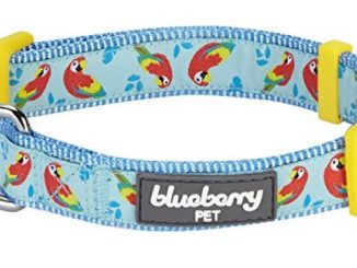 Blueberry Pet 7 Patterns Statement Funny Parrot Designer Dog Collar, Medium, Neck 14.5″-20″, Adjustable Collars for Dogs