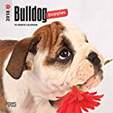 Bulldog Puppies 2018 7 x 7 Inch Monthly Mini Wall Calendar, Animals Dog Breeds Puppies