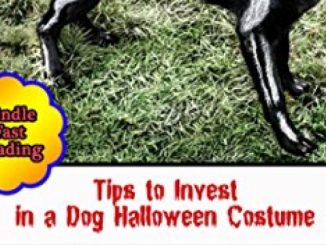 Dog Halloween Costume: Tips to Invest in a Dog Halloween Costume