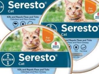 Bayer Animal Health Seresto Flea and Tick Collar for Cats, All Weights and Sizes, 8 Month Protection (3-Pack), Gray