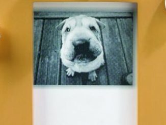 Bulldog (English) 2 1/2” x 3 1/2” Photo Frame