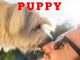 HOW TO TAKE CARE OF A PUPPY: EVERYTHING YOU NEED TO BE PREPARED FOR YOUR DOG