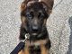 A German Shepherd Puppy Training: How To Train A German Shepherd Puppy