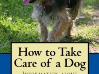 How to Take Care of a Dog: Information about Dogs. Everything that Matters