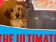 The Ultimate Canine Cookbook: 50+ Easy Homemade Dog Treat Recipes