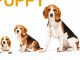 Your Beagle Puppy Month by Month: Everything You Need to Know at Each State to Ensure Your Cute and Playful Puppy (Your Puppy Month by Month)