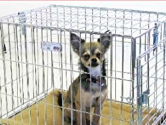 Puppy Crate Training Schedule: Schedule of Crate Training for Puppy When You are Working