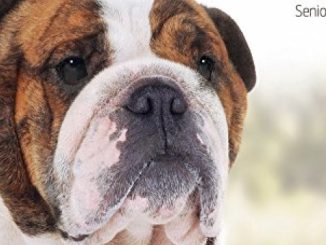 The Bulldog: Your Essential Guide From Puppy To Senior Dog (Best of Breed)