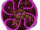 Dog Games Outward Hound Fun Feeder Mini Flower Purple Reviews