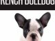 The Complete Guide to French Bulldogs: Everything you need to know to bring home your first French Bulldog Puppy Reviews
