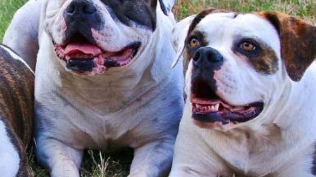 2019 Calendar American Bulldog: Dog weekly calendar, personal contacts list, password log, notes and to do list Reviews 2019 Calendar American Bulldog: Dog weekly calendar, personal contacts list, password log, notes and to do list Reviews