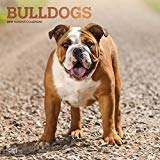 Bulldogs 2019 12 x 12 Inch Monthly Square Wall Calendar with Foil Stamped Cover, Animals Dog Breeds Terriers (Multilingual Edition)
