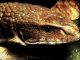 Savannah Monitors: A Complete Guide to Varanus Exanthematicus (Complete Herp Care)