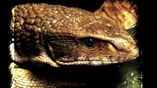 Savannah Monitors: A Complete Guide to Varanus Exanthematicus (Complete Herp Care) Savannah Monitors: A Complete Guide to Varanus Exanthematicus (Complete Herp Care)