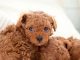 Toy Poodle Training Guide Toy Poodle Training Includes: Toy Poodle Tricks, Socializing, Housetraining, Agility, Obedience, Behavioral Training and More