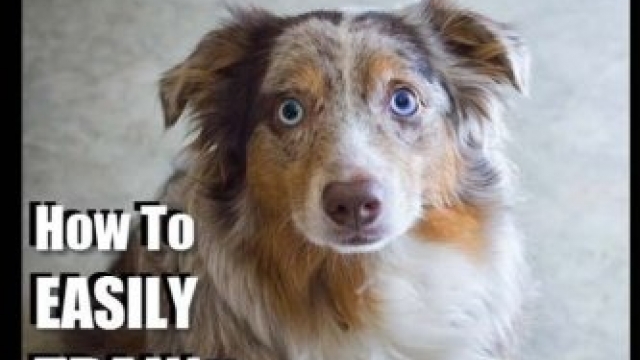 Australian Shepherd Dog Training with the ~ No BRAINER Dog TRAINER ~ We Make it THAT Easy!: How to EASILY TRAIN Your Australian Shepherd (Volume 1) Reviews Australian Shepherd Dog Training with the ~ No BRAINER Dog TRAINER ~ We Make it THAT Easy!: How to EASILY TRAIN Your Australian Shepherd (Volume 1) Reviews
