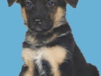 German Shepherd Dogs (Barron’s Dog Bibles)