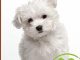 Maltese (Animal Planet: DOGS 101)