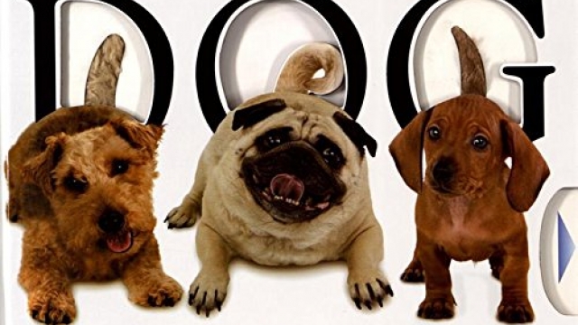 Dog Dog