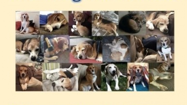 From Cages to Couches: The true histories within this book introduce thirty animals, saved & rehabilitated by BEAGLE FREEDOM PROJECT, all fully in love with their caregivers. From Cages to Couches: The true histories within this book introduce thirty animals, saved & rehabilitated by BEAGLE FREEDOM PROJECT, all fully in love with their caregivers.