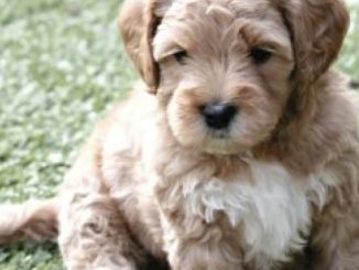 Your Doodle & You: A Guide to Breed Info, Basic Care & Training