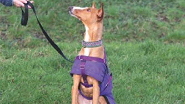 Your End of the Lead: Changing how you think and act to help your reactive dog Your End of the Lead: Changing how you think and act to help your reactive dog