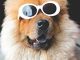 2019-2020 Monthly Pocket Planner: Funny Chow Chow Dog in Sunglasses (2 Year Agenda)