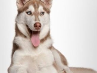 Companion Huskies: Understanding, Training and Bonding with your Dog! (Positive Dog Training) (Volume 3)