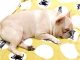 MSFREN Frenchie French Bulldog Super Soft Fleece Yellow Pet Bed Blanket Reviews