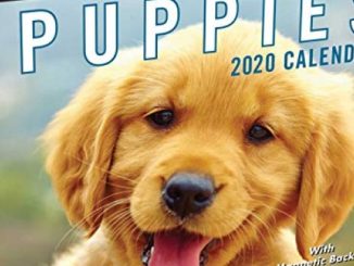 Puppies 2020 Mini Day-to-Day Calendar Reviews