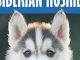 The Complete Guide to Siberian Huskies: Finding, Preparing For, Training, Exercising, Feeding, Grooming, and Loving your new Husky Puppy