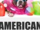 American Bulldog Toys: Training & Puppy Chew Toys for your American Bulldog