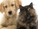 Cats and Dogs: A Guide On How They Can Live together (Dogs and cats, dogs and cats calendar, dogs and cats book, dog, cat, dog bed, dog food, dog toys, cat tree, cat food, cat toys)