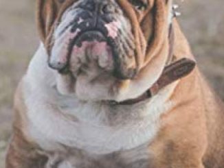 I will always remember you: English Bulldog Dog | 109 Pages | For 432 Entries | Website, Username, Password, Notes | 5″x8″ Pocket Size | Internet Security | Notebook | Log Book | Organizer | Keeper