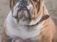 I will always remember you: English Bulldog Dog | 109 Pages | For 432 Entries | Website, Username, Password, Notes | 5″x8″ Pocket Size | Internet Security | Notebook | Log Book | Organizer | Keeper