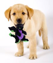 Puppy with toy