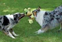 Dogs tug of war with toy