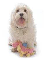 Dog with toy