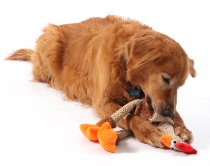 Dog with toy