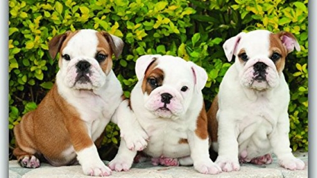 Bulldog Puppies 2017 Square (Multilingual Edition) Reviews