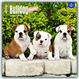 Bulldog Puppies 2017 Square (Multilingual Edition)