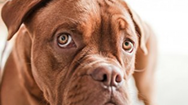 Dog Health, Dog Massage and Tips for Dog Skin Care: Dog Health Care Through Proper Skin Care Reviews